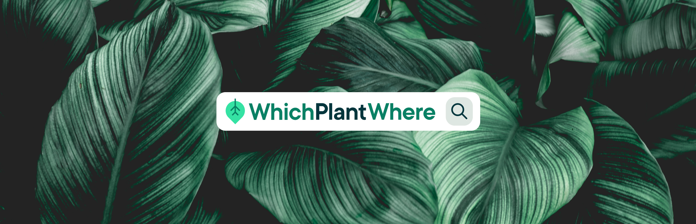 Which Plant Where logo in search bar with green plants as background